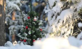 Зимняя сказка: Тур в Беловежскую Пущу (с посещением поместья Деда Мороза)