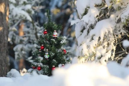 Зимняя сказка: Тур в Беловежскую Пущу (с посещением поместья Деда Мороза)