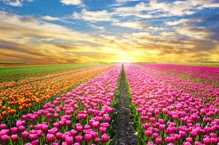 Тюльпановая экскурсия: Встреча с красками весны!