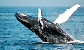 Лето на краю света: Карелия, Мурманск, Териберка и Хибины